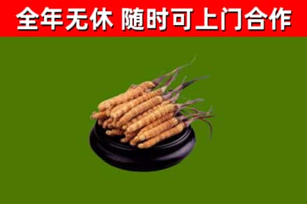 故城县回收冬虫夏草